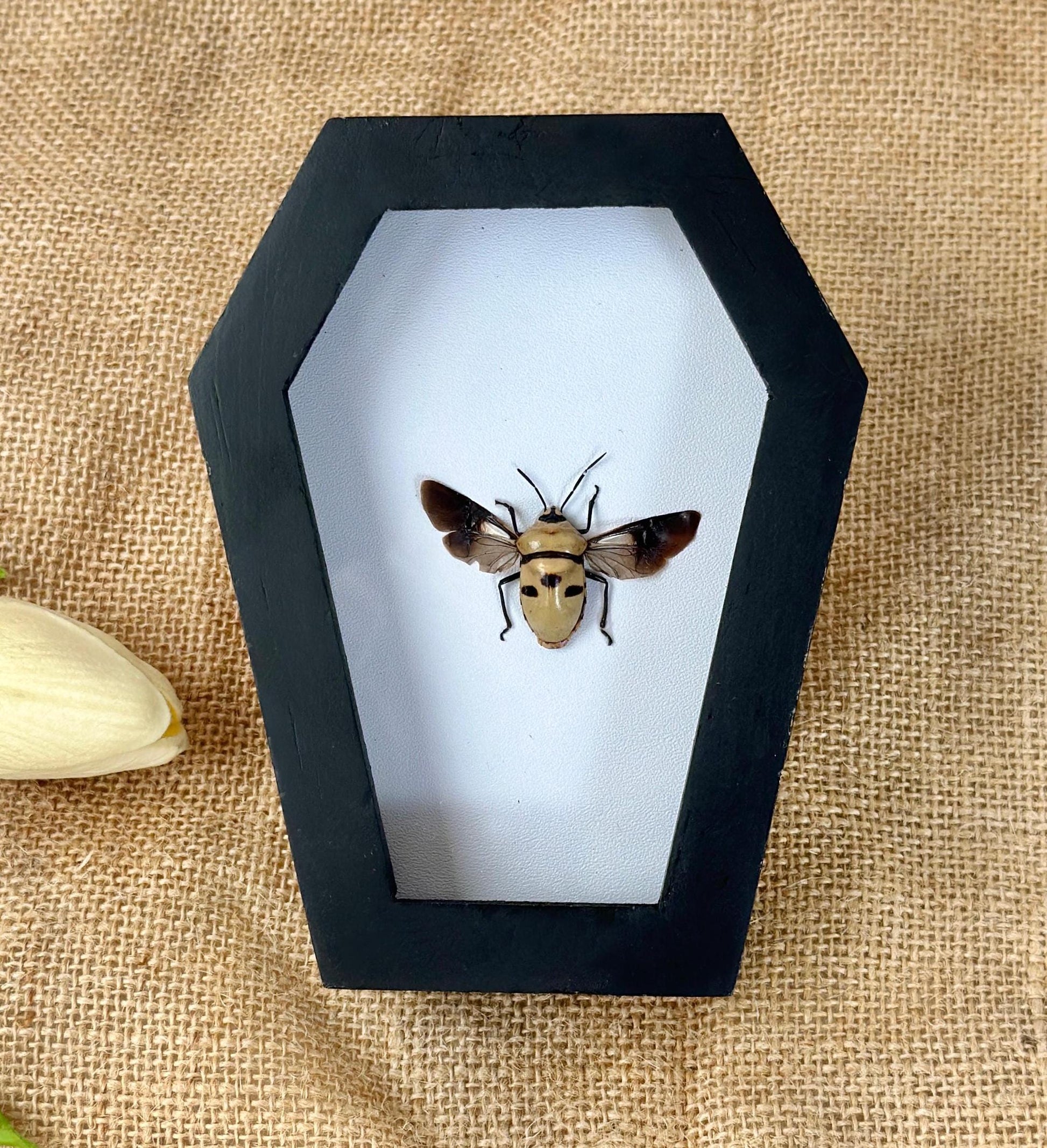 Man's Face Bug Taxidermy Frame Coffin Shadow Box Insect Home Gothic Decor Weird Gift For Insect Lover
